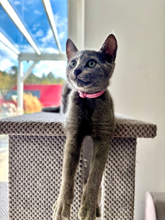 Kocięta rosyjskie niebieskie z rodowodem FPL - koteczka