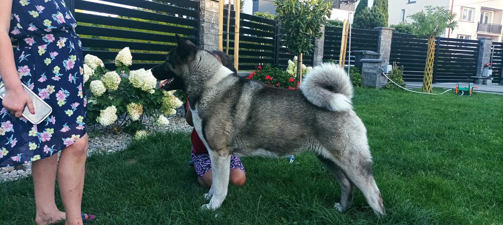 Akita amerykańska FCI