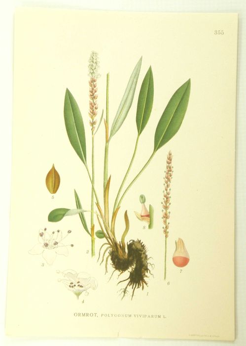 Stare ryciny botaniczne - litografie