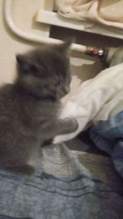 Віддам кошенят від брітанскої кішки