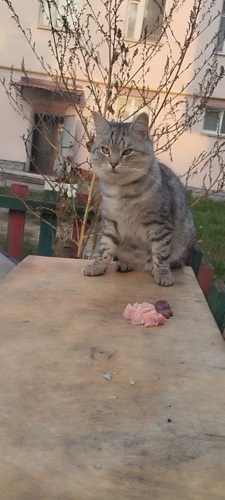 Безкоштовно котик