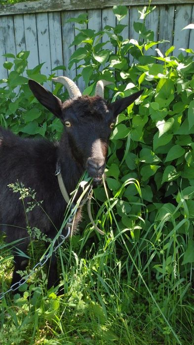 Казочки дійні, молочні