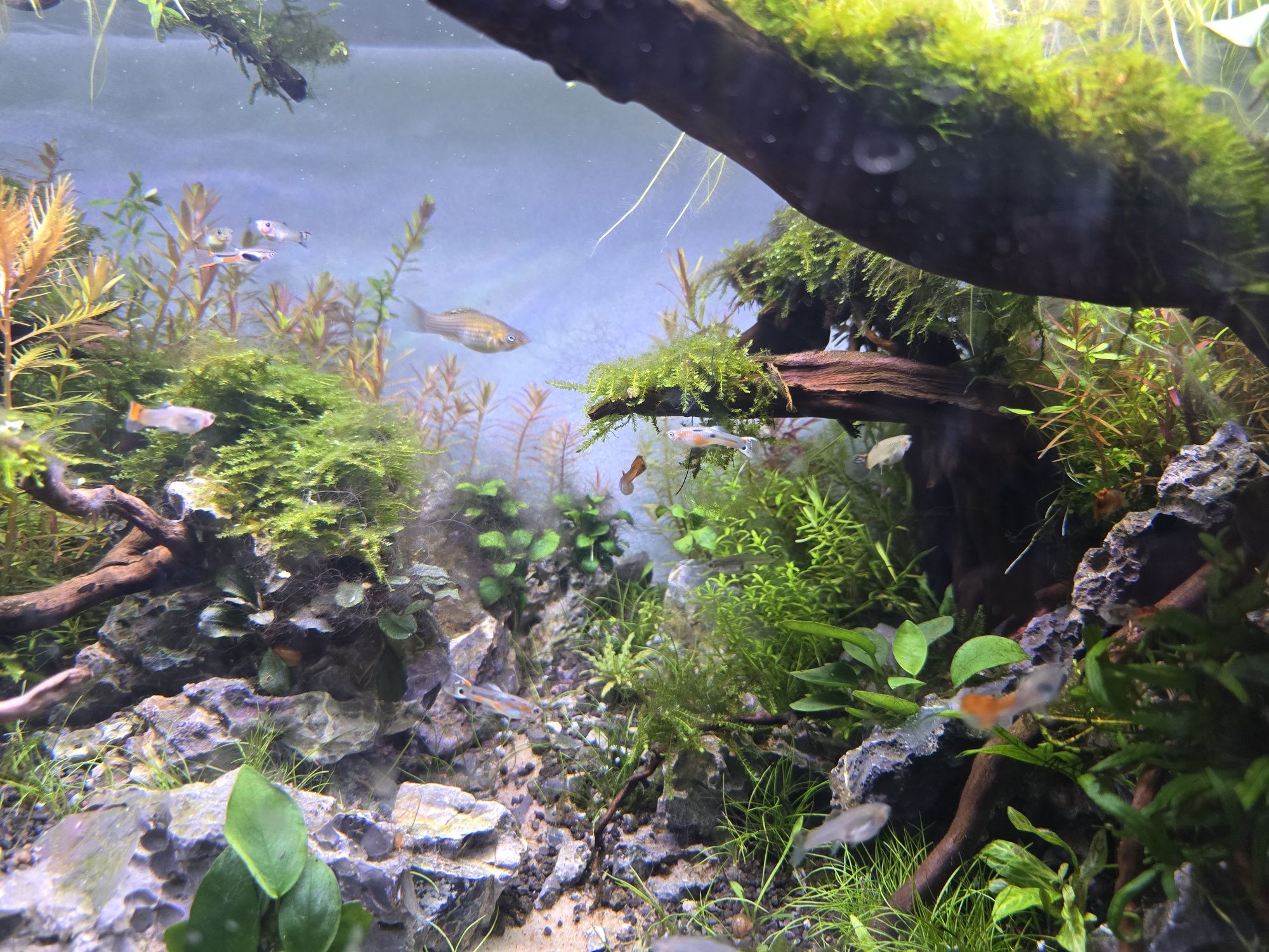 Vendo guppy Macho e fêmea