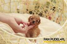 Pudel Toy/Teacup Suczka Morelowa Red Odbiór Po 18.07