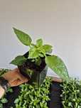 Sadzonki papryki Carolina Reaper