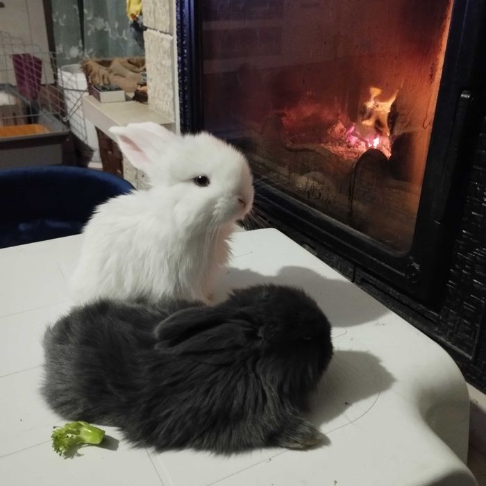 Coelhinho anões para companhia