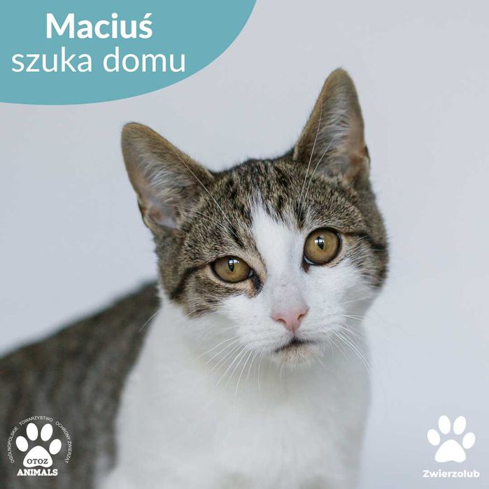 Cudny kocurek Maciek do adopcji! Młody kot szuka domu