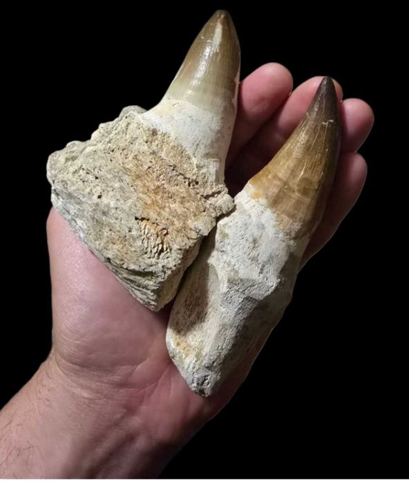 Prawdziwe zęby dinozaura Mosasaur Mozozaur Gigant