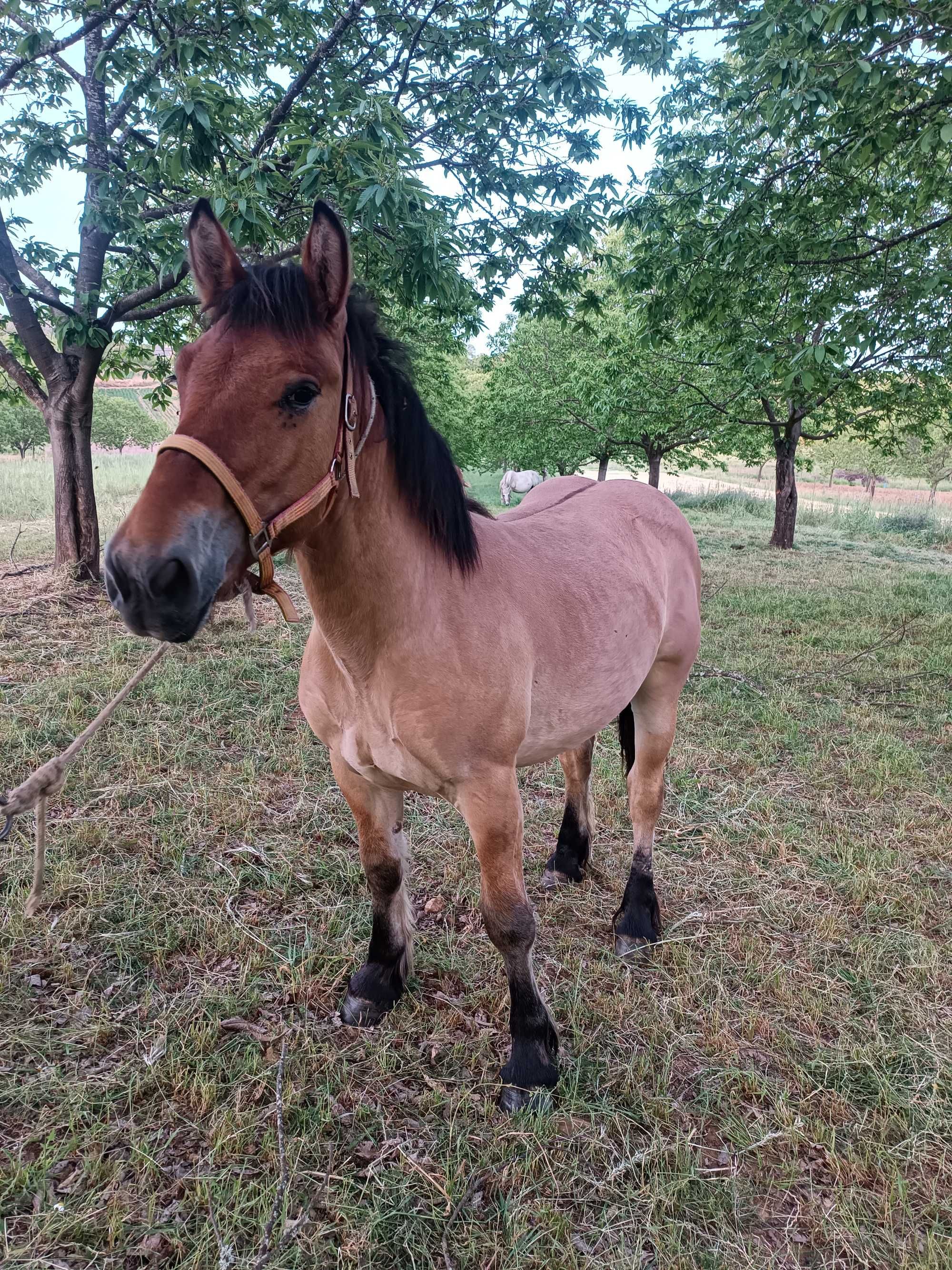 Poldros com 8 e 9  meses