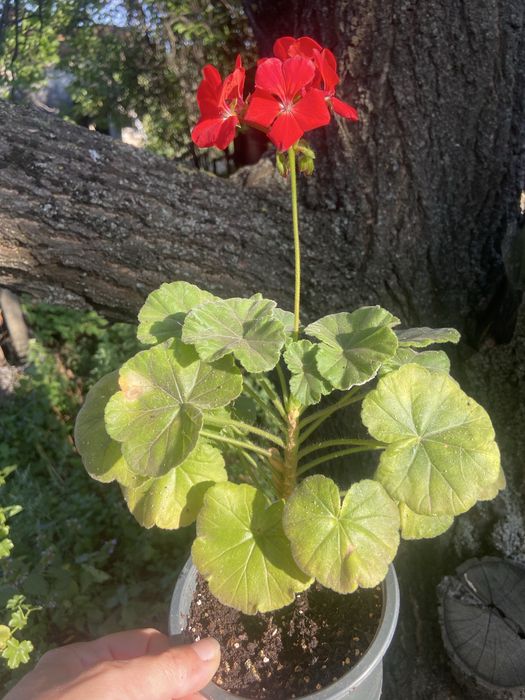 Продам   пеларгонию