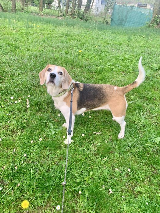 Oddam psa - suczka w typie rasy Beagle