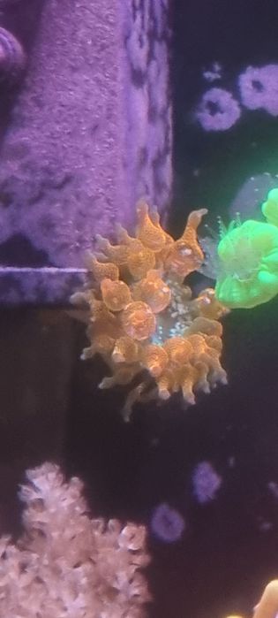 Ukwiał koralowce quardi