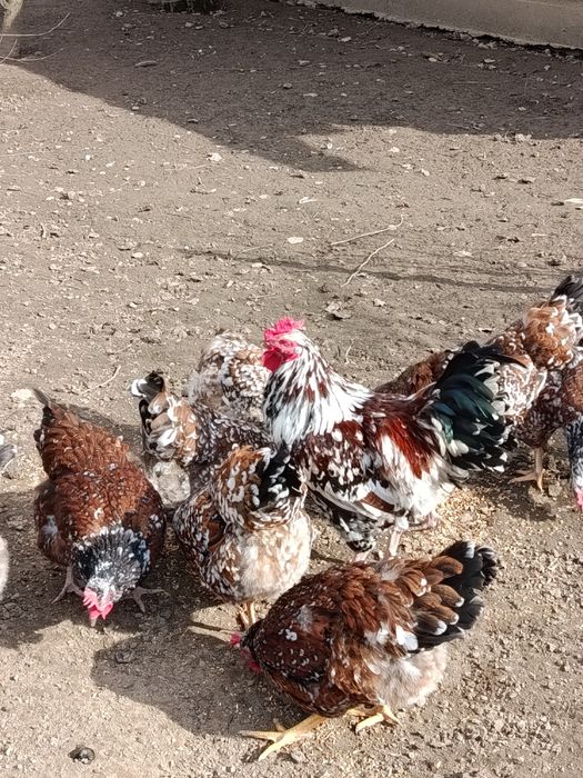 Інкубаційне яйце породи Лівенська Ситцева