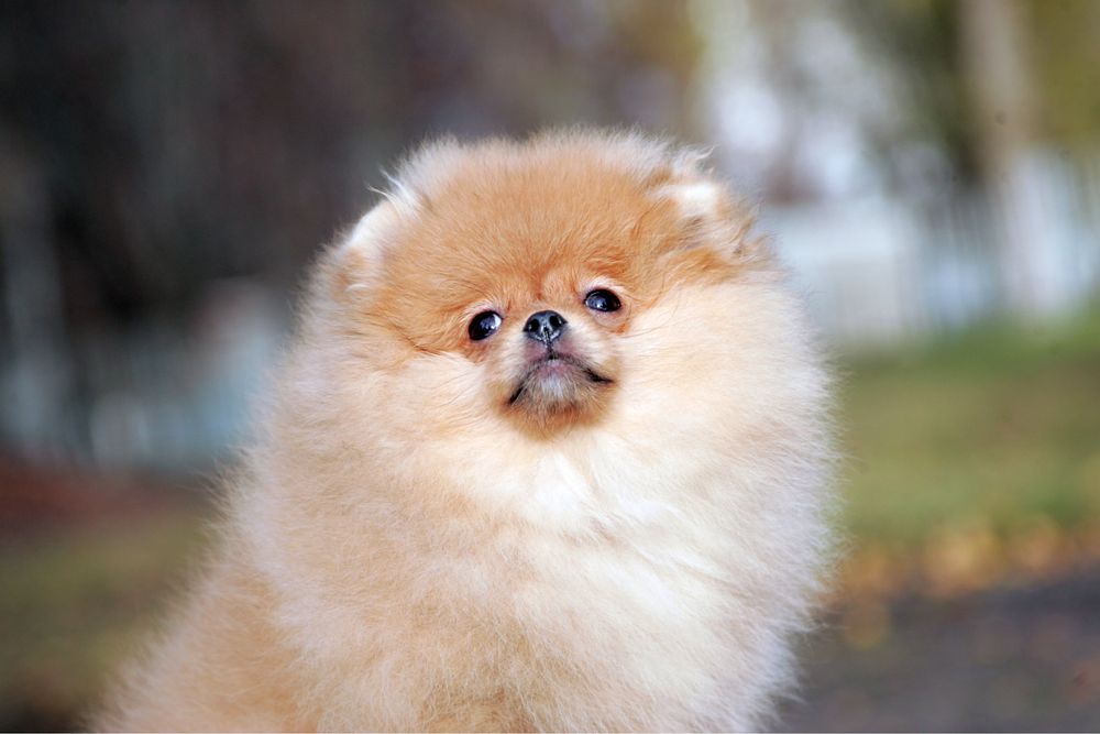 Чудова мішка. КСУ