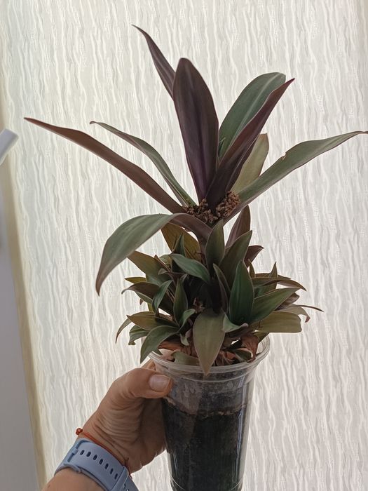 Кактус  рео алое каланхое епіфілум сансавієрія хлорофітум епіпреміум