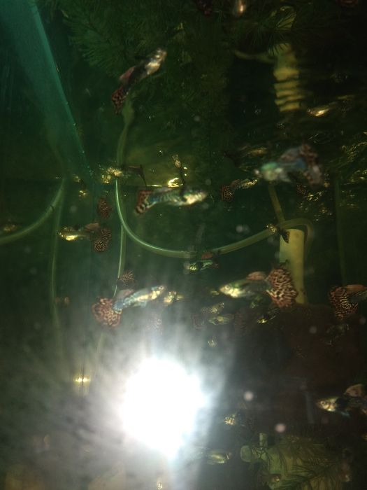 Гуппи Дамбо мозаика самцы