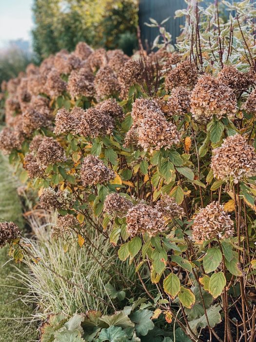 Hortensja bukietowa Limelight