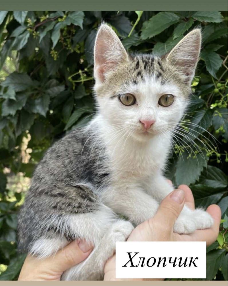 Кошенятка шукають сімʼю
