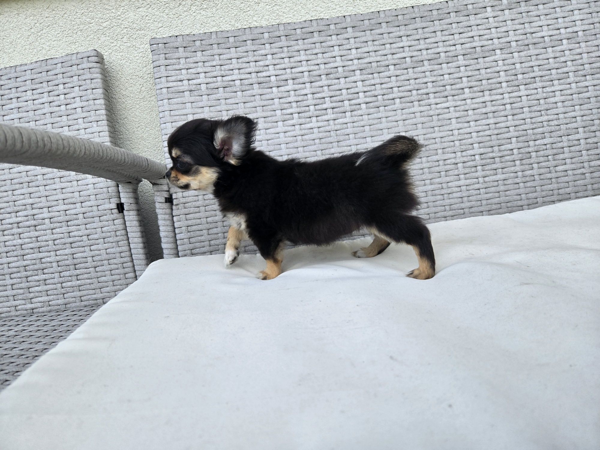 Chihuahua suczka długowłosa do rezerwacji