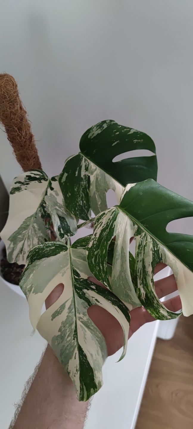 Monstera variegata i thai sadzonka szczytowa, pędowa i ukorzeniona