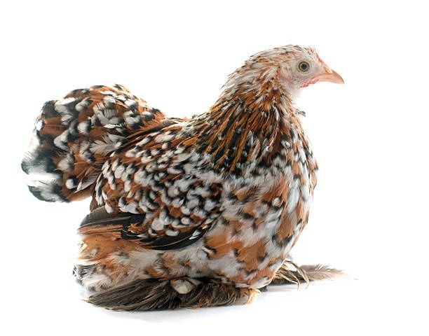 Інкубаційне яйце