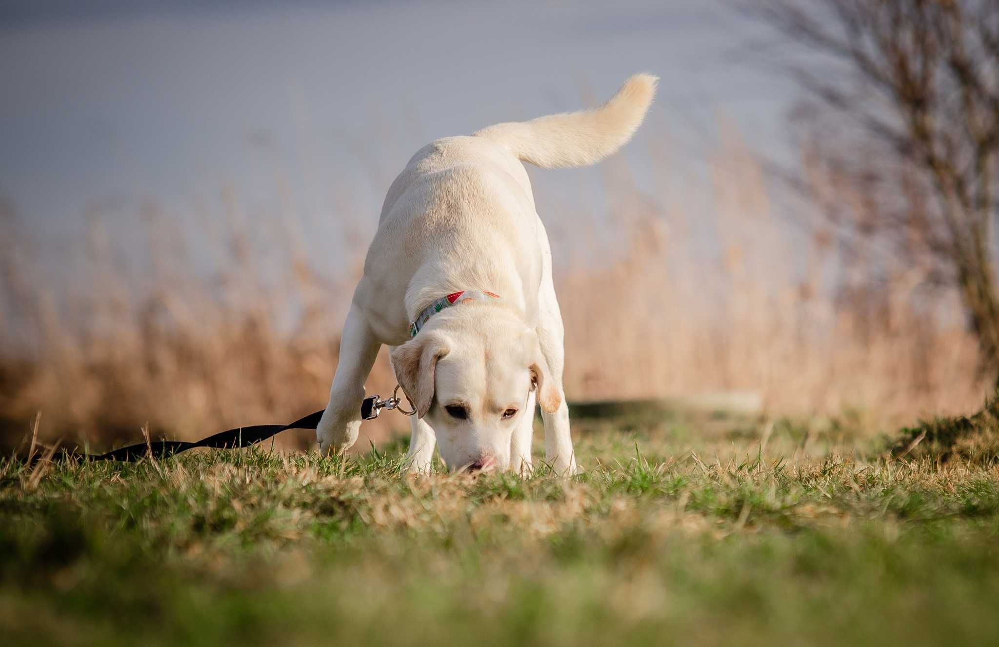 Toro - młodzieniaszek jak labrador szuka aktywnego domu ADOPCJA