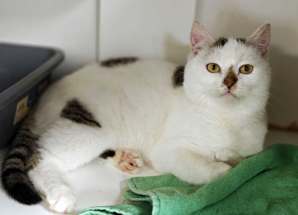 Чудовий ласкавий і ніжний котик-красунчик Нясік (6 міс.). Кастров. Кот