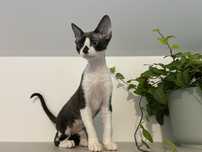 Devon rex, piękny kocur FPL,FIFE