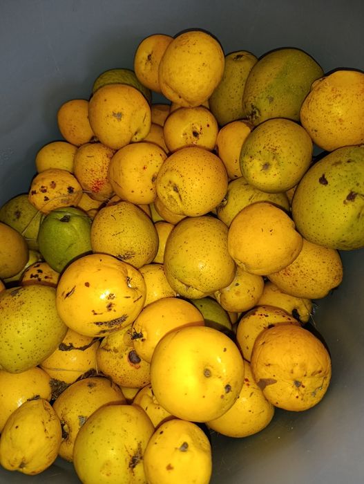 Świeże owoce pigwowca, pigwowiec