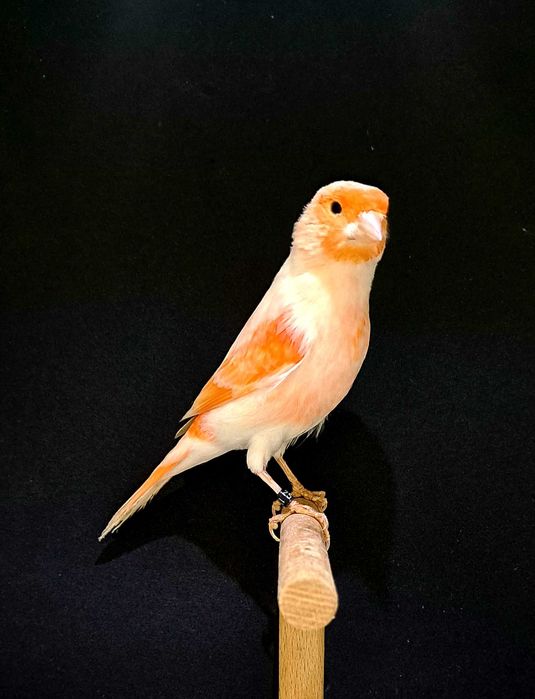 kanarki mozaika czerwona samce,samice