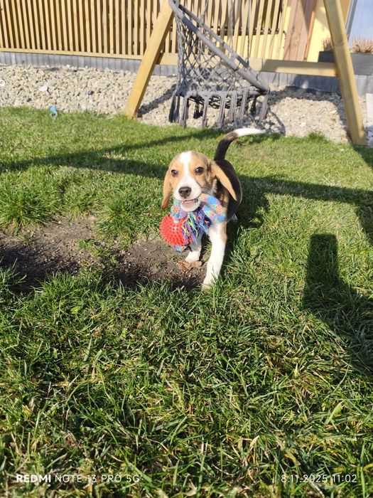 Uroczy piesek Beagle gotowy do odbioru 3 szczepienia metryka czip