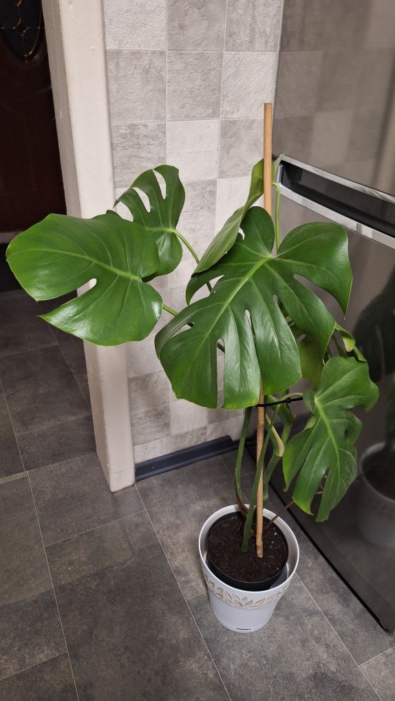 Monstera dziurawa