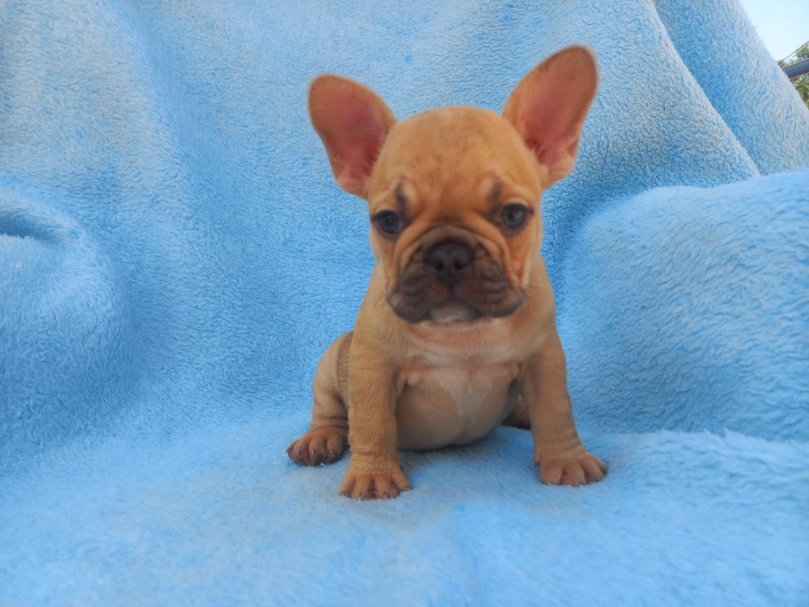 Bulldog francês fêmea  Exelente exemplar da raça
