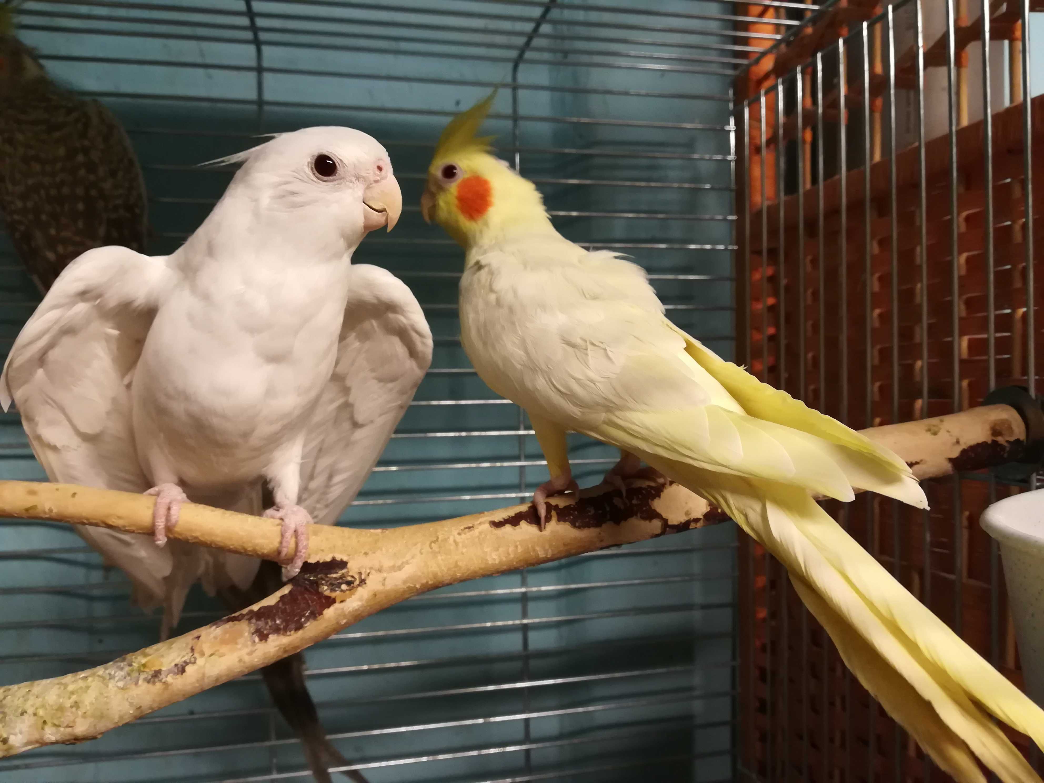 Papugi Nimfy i inne ptaki