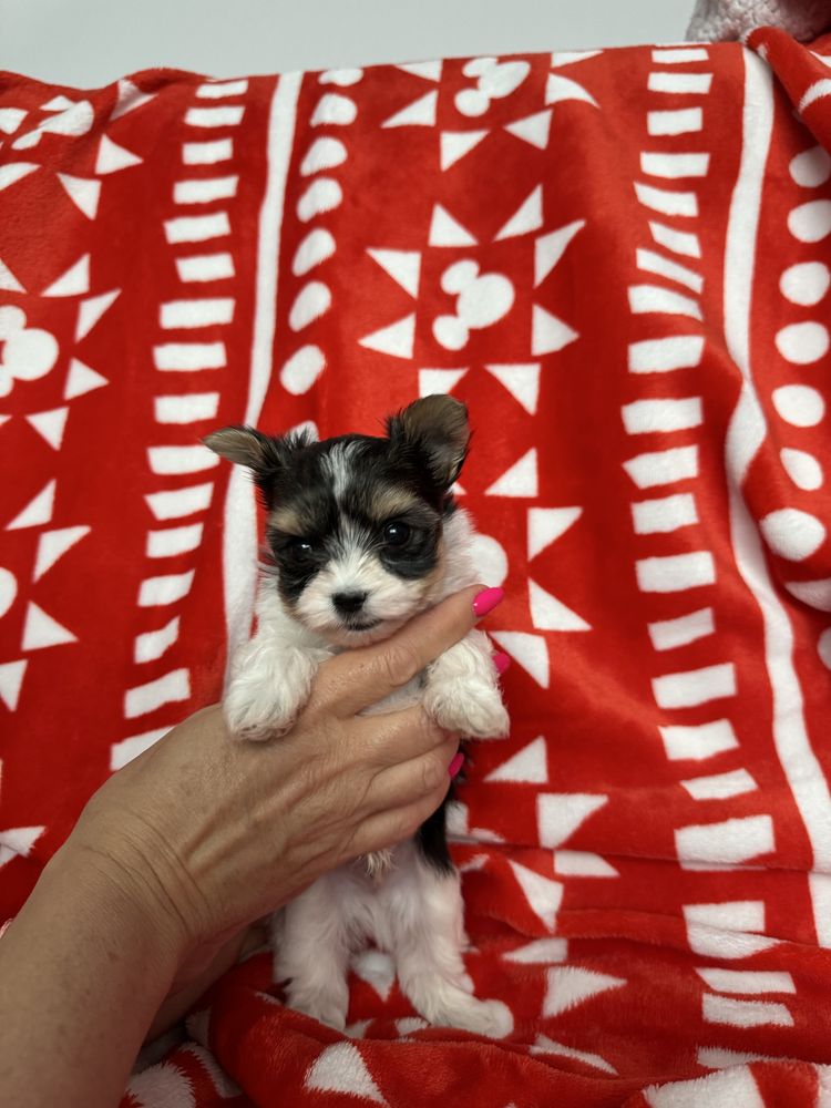 York Biewer Terrier samiec