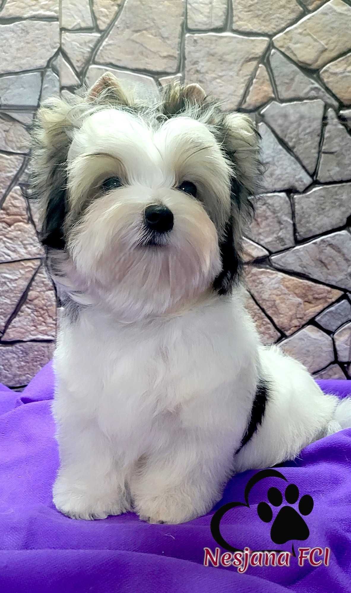 Piesek Biewer Yorkshire terrier - słodki, rod ZKwP=FCI