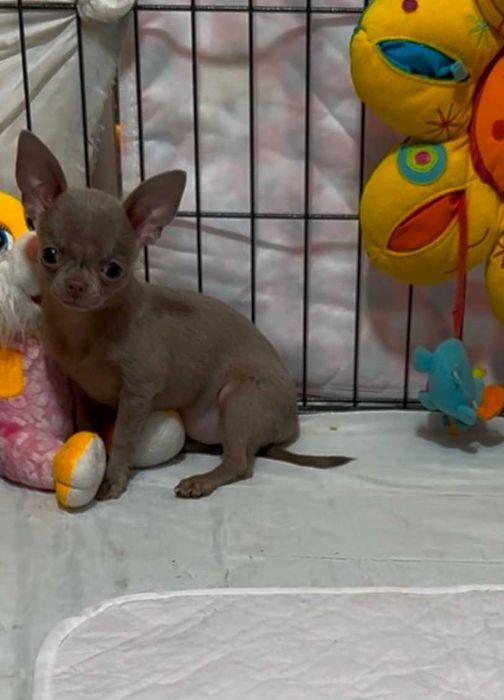 Лиловая девчонка чихуахуа.