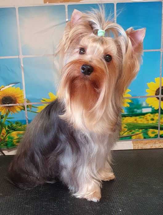 Подрощенные   ЙОРКШИРСКИЕ ТЕРЬЕРЫ ищут заботливую семью