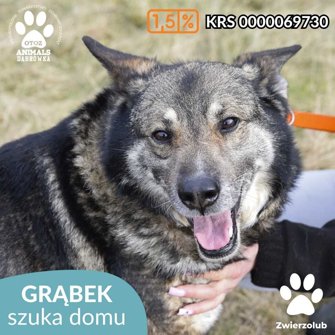 Grąbek szuka nowego domu!