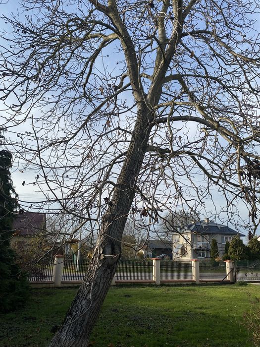 Sprzedam drzewo orzech