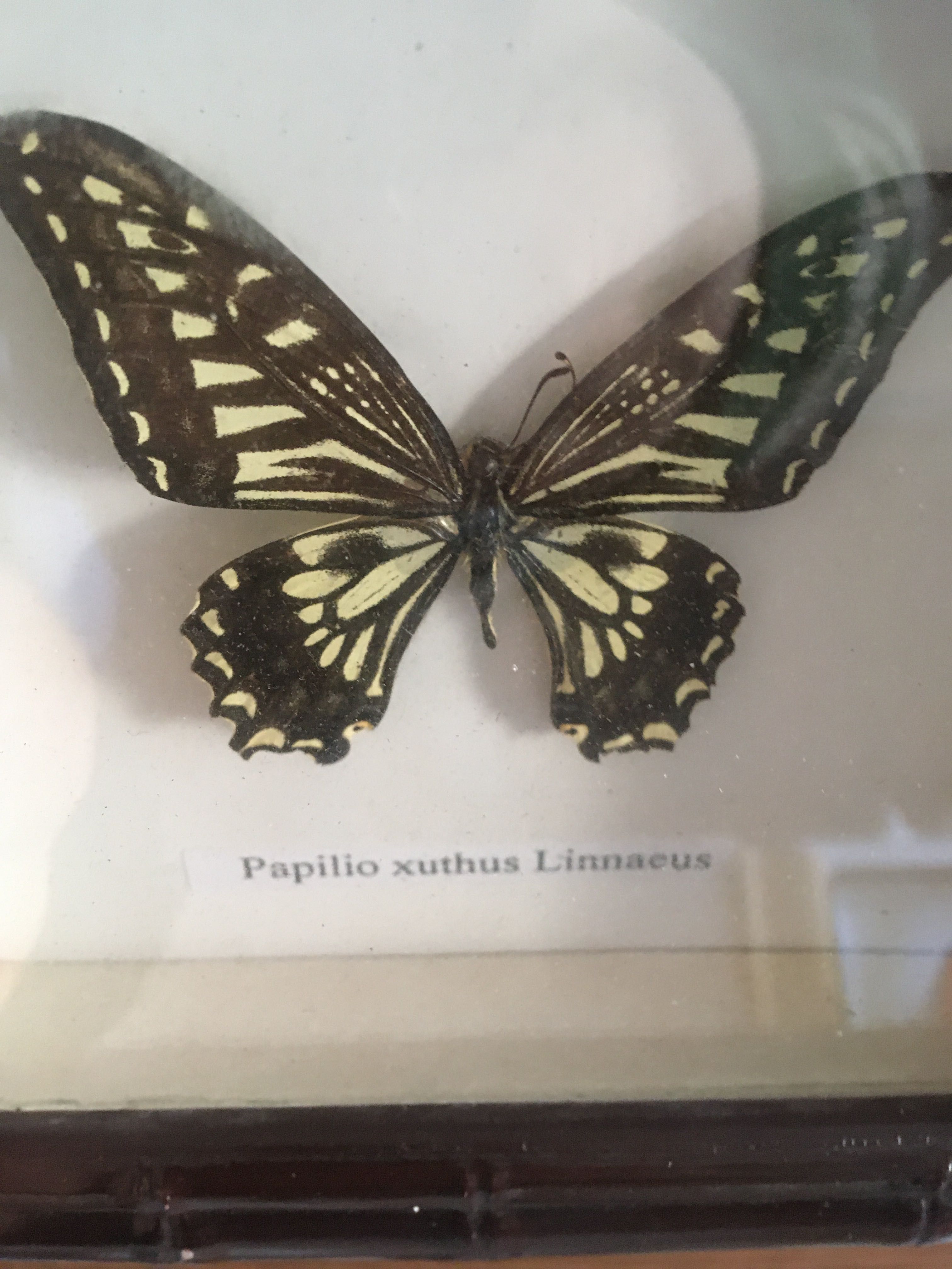 Бабочка papilio xuthus linnaeus