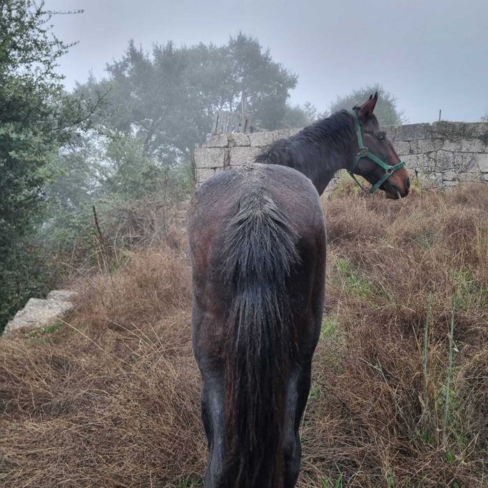 Cavalo cruzado para venda