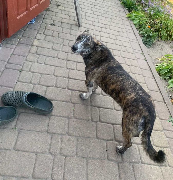 Стерилізована Рися в добрі руки