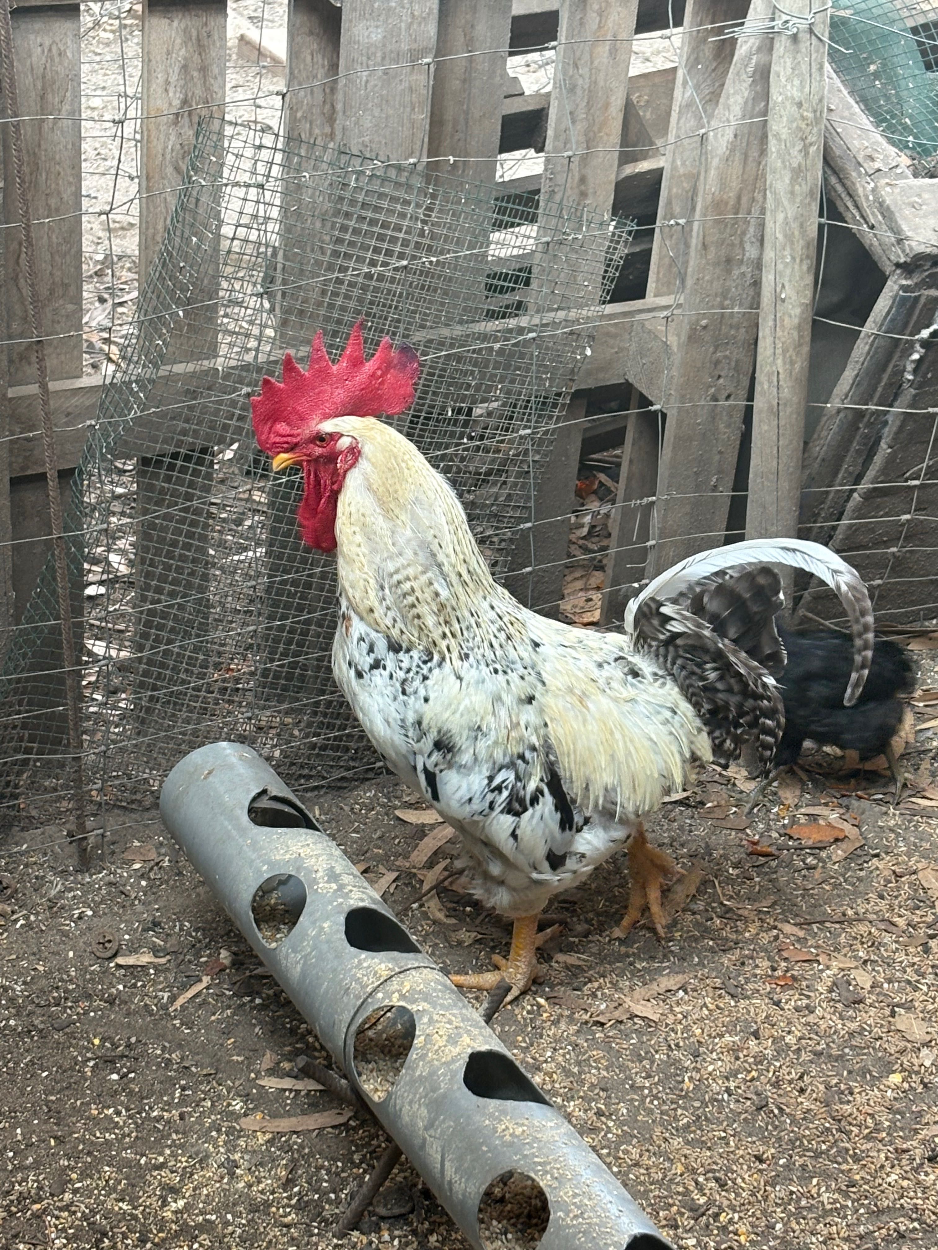 Galos caseiros e novos
