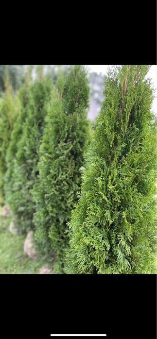 Tuja Szmaragd 150-160cm DOSTAWA*SADZENIE*PRODUCENT (120/130/140)