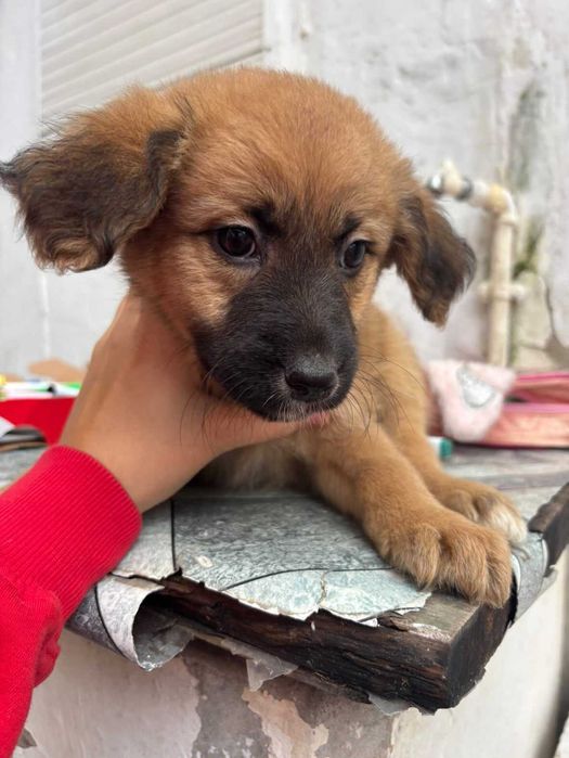 9 Meninas Para Adoção