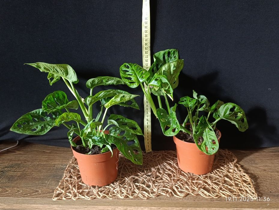 Монстера Манкі (Monstera adansonii)