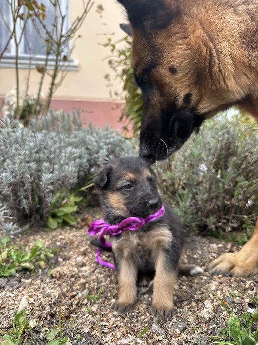 Цуценята від Німецької вівчарки (залишилось три дівчинки)