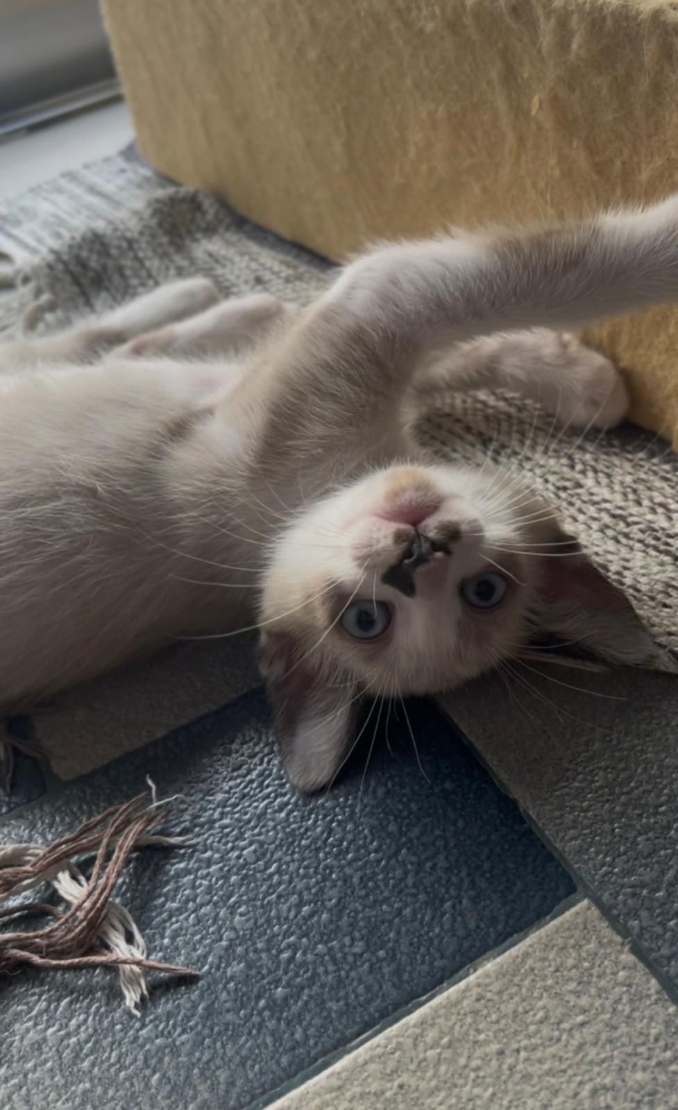 Gatos para adoção responsável