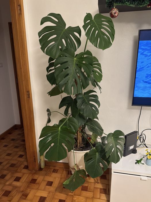 Costela de Adão grande